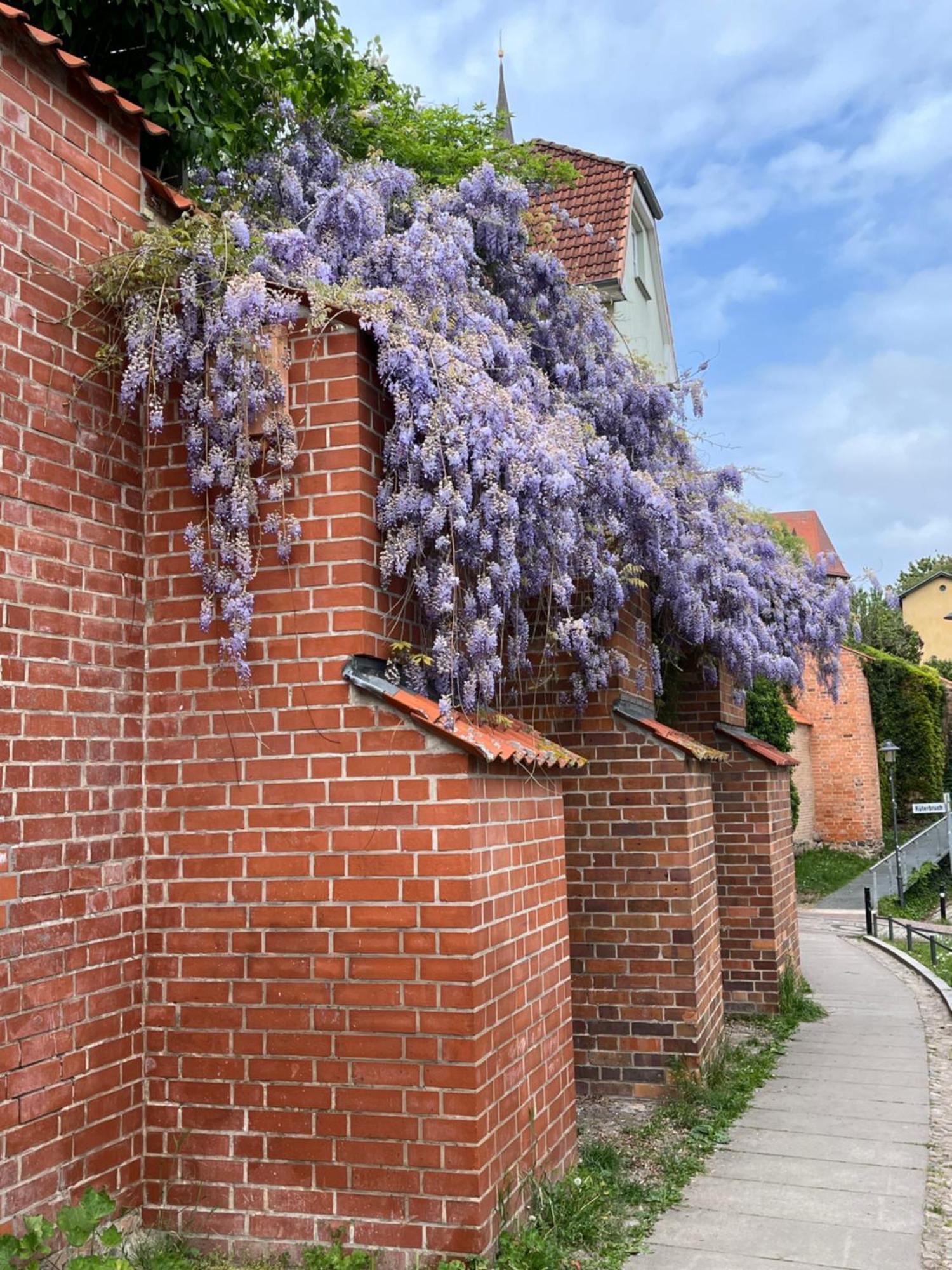 Ferienwohnung An Der Historischen Stadtmauer Rostock Dış mekan fotoğraf
